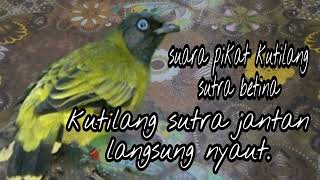 Download lagu Suara Pikat Burung Kutilang Sutra Betina||masteran Kutilang sutra. mp3 Download lagu Suara Pikat Burung Kutilang Sutra Betina||masteran Kutilang sutra. mp3