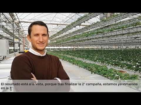 Testimonio Gonçalo Assis. Experiencia con el cultivo hidropónico NGS fresas