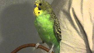 Captain Jack Budgie likes the music box