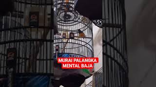 Download lagu Murai Palangka has a steel mentality and is a chirping kiosk mp3