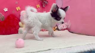 チワワ（ロング）の動画01