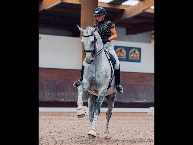 Castrone Zangersheide In vendita 2018 Grigio