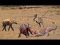 Amazing Hyena When Accidentally Becoming A Hero Reluctantly Saves Topi From Cheetah