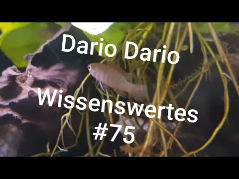 Roter Scarlettblaubarsch | Wissenswertes #75