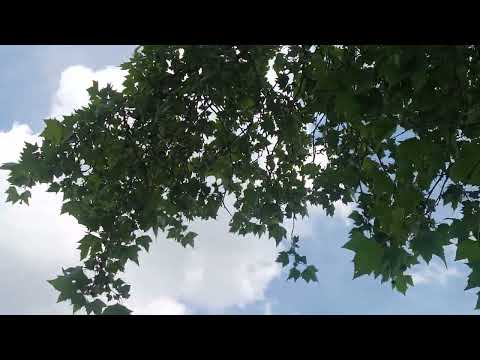 Cessna 172D Skyhawk & Cirrus SR22 at Flying W Airport (N14) With A Go-Around