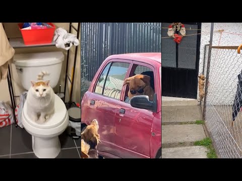 Funniest Animal Videos Ever (Part 1)