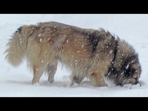 Šarplaninac Tedi na snegu (Teddy the Šarplaninac in the Snow)