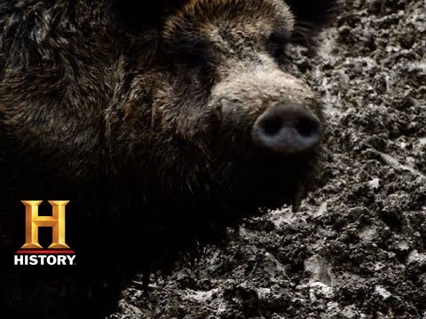 Mountain Men: Hunting a Wild Hog | History