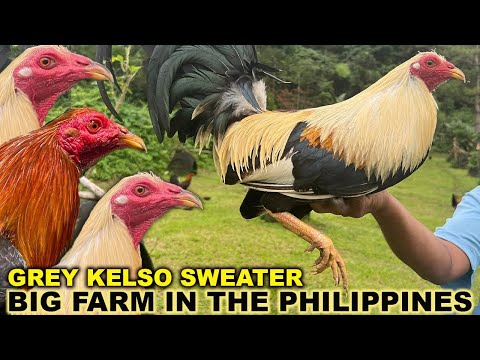 PHILIPPINES 💯 Best Quality Kelso Sweater Grey Roundhead - BJ LUNAO FARM Beautiful Birds