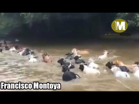 Francisco Montoya el Tigre de Payara.