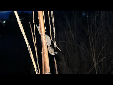 Sumabo ang Salagubang 🪲