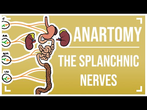 Sympathetic Nervous System 2: The Splanchnic Nerves