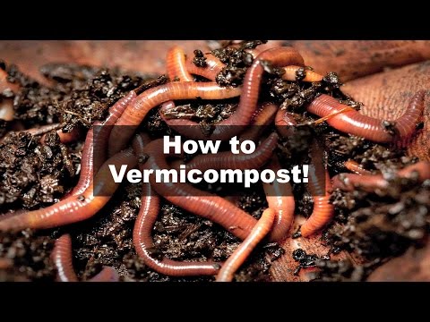 I vermi a neonati come trattare Larva di parassita di un tafano