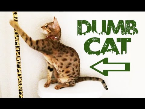 DUMBEST CAT