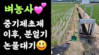 벼농사???? 중기제초제 이후, 분얼기 논물대기????