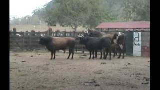 preview picture of video 'Encierro y aparte toros - Corralejas Cerete 2008 - Ganaderia San Fermin'