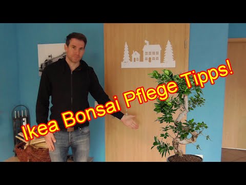 Ikea Bonsai Pflege – Ficus Microcarpa Ginseng richtig pflegen / Standort / Giesen Düngen Schneiden