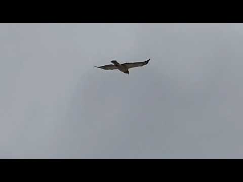 nature in my backyard episode 289 (HD)