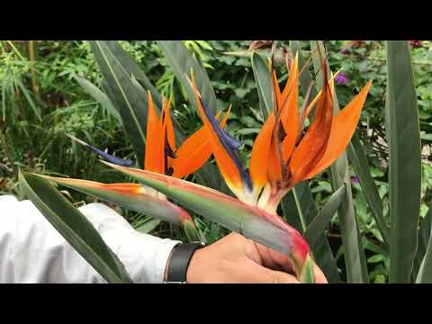 園芸 白いストレリチア、白い極楽鳥、白い花が咲く野生バナナ、ケープワイルドバナナ