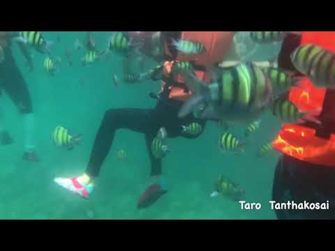 คลิกเพื่อดูคลิปวิดีโอ