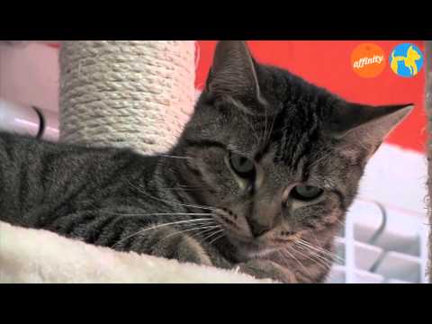 Elige tu raza - Gatos mestizos - Más que perros y gatos 9 | Fundación Affinity