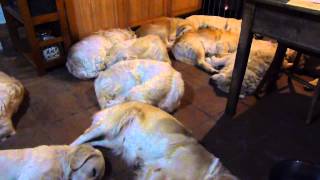 preview picture of video 'Golden Retriever de Goldens de La Cabanya  esperando la cena'