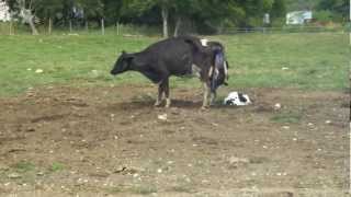 preview picture of video 'Parto de una vaca que tuvo gemelos.'