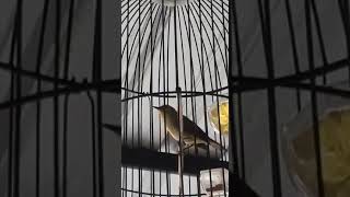 Download lagu Pleci nembak nyepid sahdu... mp3 Download lagu Pleci nembak nyepid sahdu... mp3