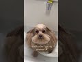 Scoobert Groomer Groomed Mulch Cute Dog Kanyewest Rickross Peak Viral Funny