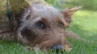 Bianka Kerres - COLD NOSE, WARM HEART by Carol Welsman & Jo Perry