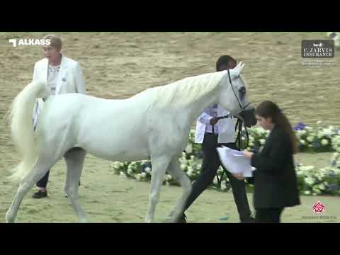 N 150 HIND AL WAJBA   Qatar Peninsula AHS for Individual Owners 2023   Mares 11+ Years Old Class 9