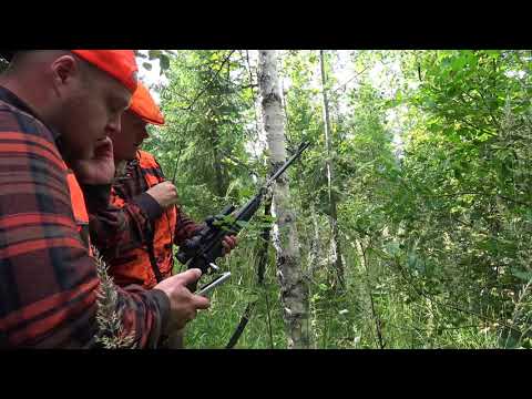 Bear hunting with team karhukopla part 1