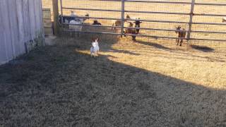Jack Russell Terrier Playing at the Snow Creek Farm in Amite, Louisiana