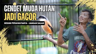 Download lagu Harus Tau ‼ Cendet Muda Hutan Agar Gacor - Begini Perawatanya ‼ mp3 Download lagu Harus Tau ‼ Cendet Muda Hutan Agar Gacor - Begini Perawatanya ‼ mp3