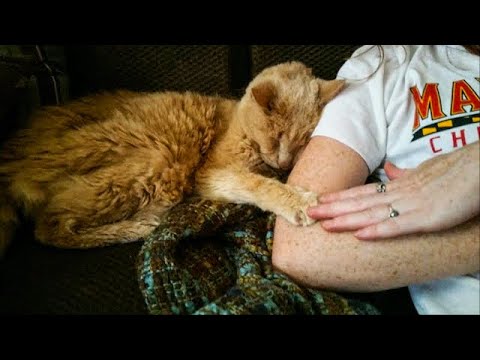 26 Year Old Senior Cat Had No Chance To Get Adopted — Until Woman Saw Him Online