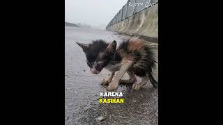 Download lagu Helping a helpless drowning kitten on the side of the road #cat #rescue #villagecat mp3 Download lagu Helping a helpless drowning kitten on the side of the road #cat #rescue #villagecat mp3
