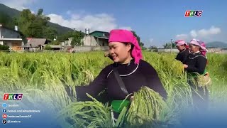 Com - the taste of the countryside elevates OCOP products | THLC