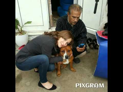 RIP our puppy faced Tony 17-10-2015