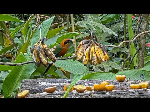 Rufous Motmot And Gray-headed Chachalacas Share The Panama Fruit Feeder – May 16, 2021