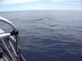 Humpback Whales At Hervey Bay 2011 8153 AVI