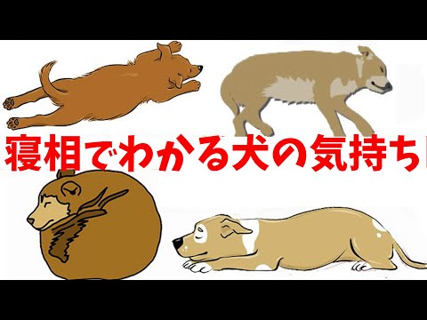 愛情を持って犬をリラックスさせる方法