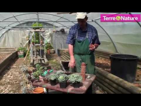 download lagu mp3 mp4 Echeveria Culture, download lagu Echeveria Culture gratis, unduh video klip Echeveria Culture