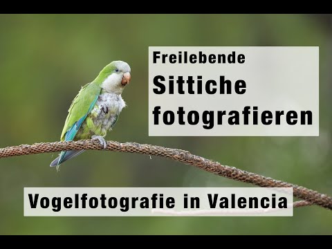 Tutorial Vogelfotografie - Freilebende Sittiche in Valencia fotografieren