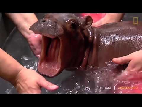 Fiona the Hippo for Christmas