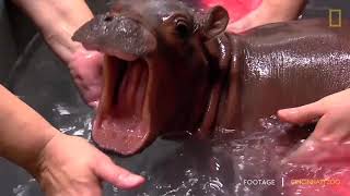 Fiona the Hippo for Christmas