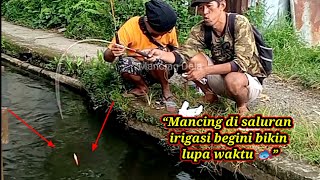 Download lagu No need for expensive spots, a simple irrigation setup like this is enough to make me happy mp3