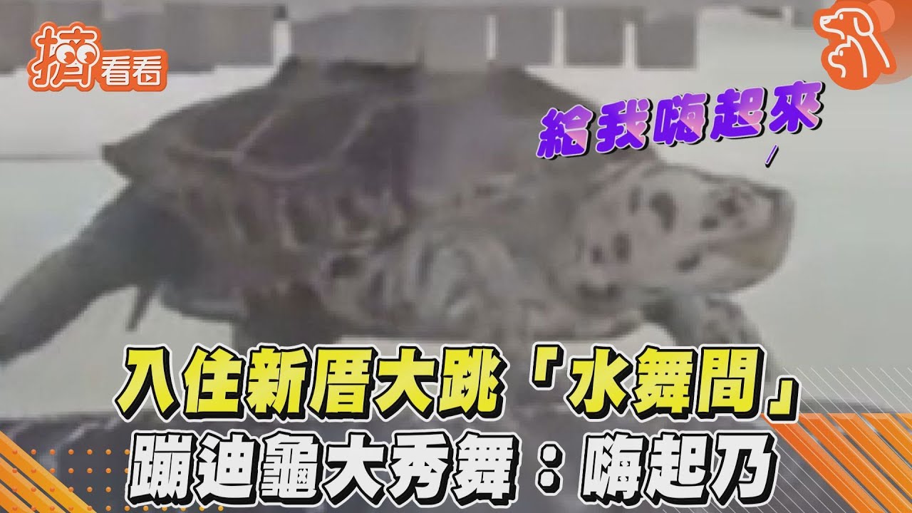 影音／入住新厝大跳「水舞間」　蹦迪龜大秀舞：嗨起乃
