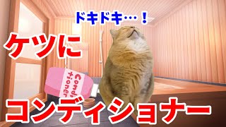 【猫ミーム】ケツにコンディショナーぶち込んだ話
