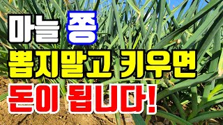 마늘쫑 뽑지말고 키우면 돈입니다.