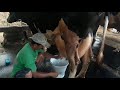 Cara Memerah Susu Sapi Perah Yang Benar